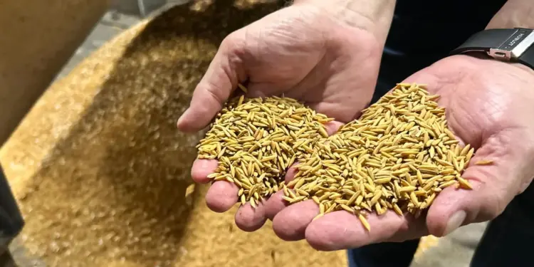 industria-arroz-otimismo (1)