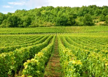 Trump x China: Como o agro brasileiro pode se beneficiar da Guerra comercial?