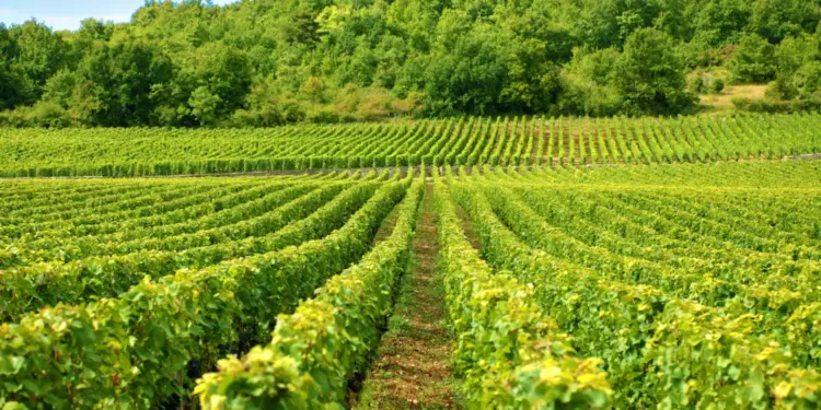 Trump x China: Como o agro brasileiro pode se beneficiar da Guerra comercial? agro brasileiro
