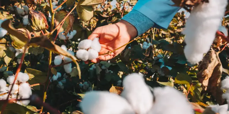 Safra do algodão 24/25 avança e cotonicultores devem ficar atentos ao manejo para garantir produtividade safra de algodao 24 25
