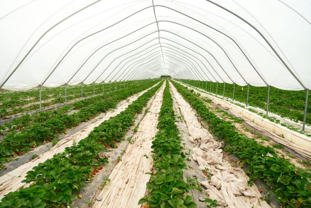 Fusões e aquisições no agronegócio caem 28,5% no primeiro semestre de 2025 Agrogonegocio seguro rural 1 1 1