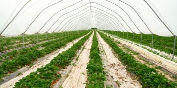 Agronegócio Brasileiro Enfrenta Desafios e Busca Maior Previsibilidade no Seguro Rural 1 Agronegócio Brasileiro Enfrenta Desafios e Busca Maior Previsibilidade no Seguro Rural