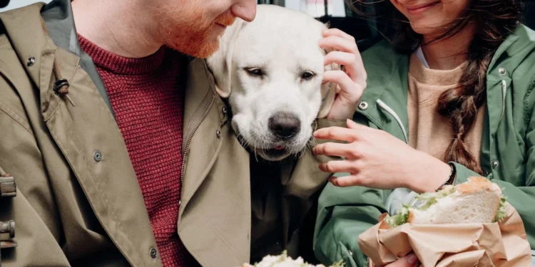 Viagens Pet Friendly 6 Destinos Perfeitos para Viajar com Seu Cachorro