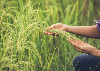 O Crescimento Impulsionado pelo Agronegócio Brasileiro em 2025