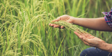 O Crescimento Impulsionado pelo Agronegócio Brasileiro em 2025 1 O Crescimento Impulsionado pelo Agronegócio Brasileiro em 2025