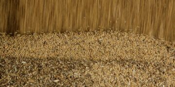 China intensifica importações de soja dos EUA, mas Brasil lidera 1 China intensifica importações de soja dos EUA, mas Brasil lidera