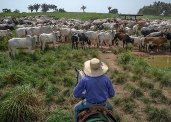 Guerra Comercial: Oportunidade para Brasil e Argentina