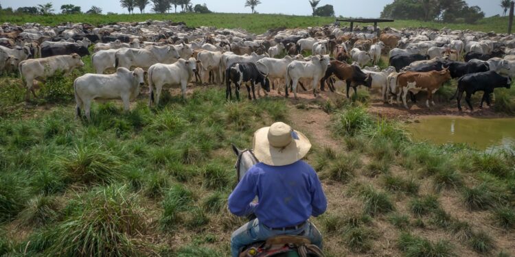 Fazendeiros conduzem o gado em Marabá, no Brasil (Foto: Jonne Roriz/Bloomberg)