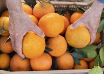 Tarifaço de 50% dos EUA contra o Brasil inclui exceções para setores estratégicos