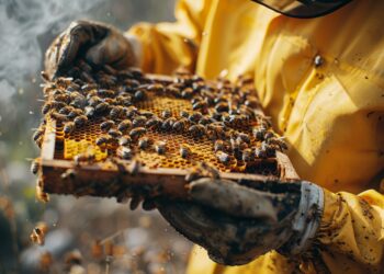 80% das exportações de mel brasileiro vão para os EUA. Tarifaço ameaça mais de 500 mil apicultores