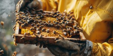 80% das exportações de mel brasileiro vão para os EUA. Tarifaço ameaça mais de 500 mil apicultores 1 80% das exportações de mel brasileiro vão para os EUA. Tarifaço ameaça mais de 500 mil apicultores