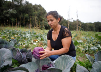 BNDES lança programa para apoiar produção de bioinsumos na agricultura familiar