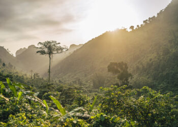 Brasil investe mais de R$ 1 milhão para preservar mico-leão-dourado e reflorestar Mata Atlântica