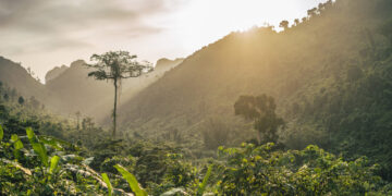 Brasil investe mais de R$ 1 milhão para preservar mico-leão-dourado e reflorestar Mata Atlântica