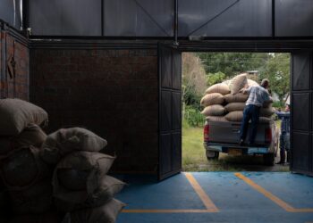 Safra de café 2024/2025 se aproxima do fim com produtividade dentro do esperado