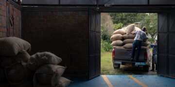 Safra de café 2024/2025 se aproxima do fim com produtividade dentro do esperado 3 Safra de café 2024/2025 se aproxima do fim com produtividade dentro do esperado