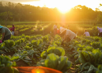 No mês de julho investimento do agro subiram mais de 300% 