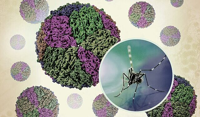 Vacina contra a Dengue do Instituto Butantan é Aprovada pela Anvisa e Promete Impacto Global 14 Foto: Reprodução creative commons