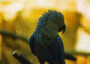 Ararinhas-Azuis Recapturadas Testam Positivo para Circovírus e Preocupações com Biossegurança Aumentam