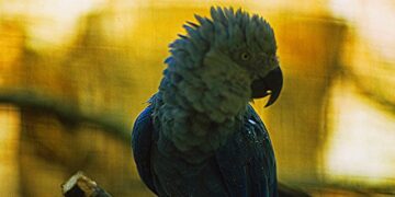 Ararinhas-Azuis Recapturadas Testam Positivo para Circovírus e Preocupações com Biossegurança Aumentam