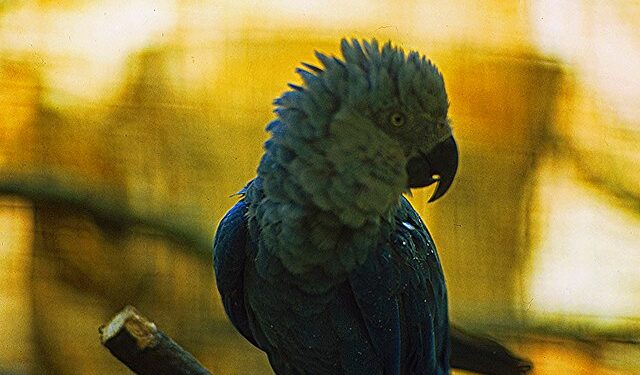 Foto:Reprodução creative commons