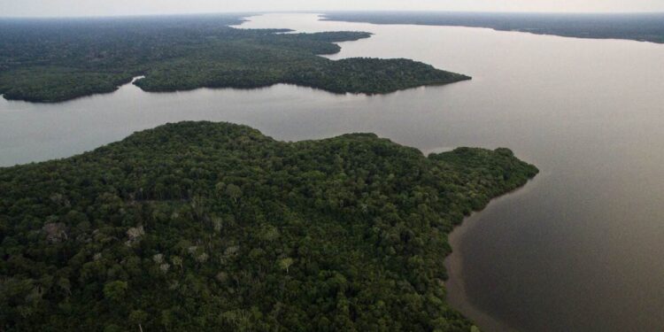 BNDES e Petrobras lançam edital para compra de créditos de carbono e incentivo à restauração florestal na Amazônia 16 Foto: Reprodução/ Arquivo/BNDES
