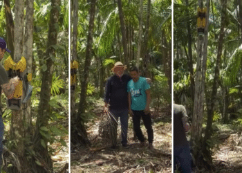 Tecnologia 100% nacional: jovem cria o primeiro robô de colheita de açaí do mundo 15 Tecnologia 100% nacional: jovem cria o primeiro robô de colheita de açaí do mundo