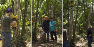 Tecnologia 100% nacional: jovem cria o primeiro robô de colheita de açaí do mundo 15 Tecnologia 100% nacional: jovem cria o primeiro robô de colheita de açaí do mundo