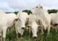 Rastreabilidade bovina avança com o PNIB e deve se tornar obrigatória até 2032 20 Rastreabilidade bovina avança com o PNIB e deve se tornar obrigatória até 2032