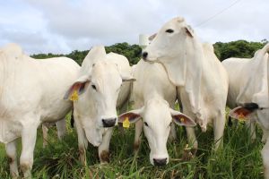 Rastreabilidade bovina avança com o PNIB e deve se tornar obrigatória até 2032 16 Foto: Reprodução/ Divulgação