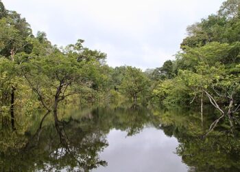 Exploração ilegal de madeira domina 62% da área no Amazonas, aponta Imazon