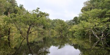 Exploração ilegal de madeira domina 62% da área no Amazonas, aponta Imazon