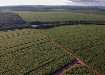 Organizações reforçam críticas ao uso de agrotóxicos em dia de mobilização internacional