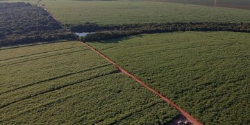 Organizações reforçam críticas ao uso de agrotóxicos em dia de mobilização internacional