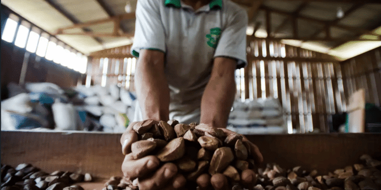 Fim do tarifaço dos EUA traz alívio ao setor de hortifrútis brasileiro 16 Foto: Reprodução/ Marcelo Camargo/Agência Brasil
