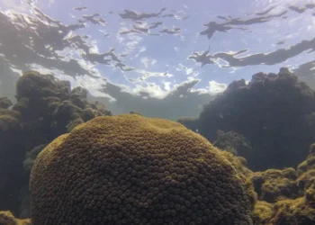 Estudo aponta influência do El Niño sobre a pesca no Atlântico