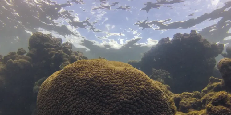 Estudo aponta influência do El Niño sobre a pesca no Atlântico 14 Foto: Reproduçaõ
Fernando Frazão