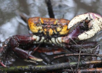 Defeso do caranguejo-uçá em 2026 terá início em 18 de janeiro e pode ser estendido até abril