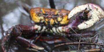 Defeso do caranguejo-uçá em 2026 terá início em 18 de janeiro e pode ser estendido até abril 1 Defeso do caranguejo-uçá em 2026 terá início em 18 de janeiro e pode ser estendido até abril