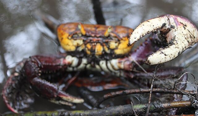 Defeso do caranguejo-uçá em 2026 terá início em 18 de janeiro e pode ser estendido até abril 14 Foto: Reprodução creative commons