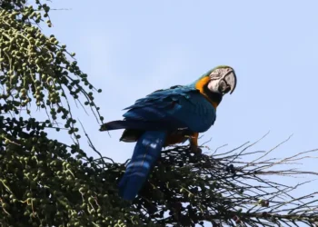 Araras-canindés voltam a sobrevoar o Rio após primeira soltura da espécie na capital fluminense