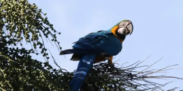 Araras-canindés voltam a sobrevoar o Rio após primeira soltura da espécie na capital fluminense