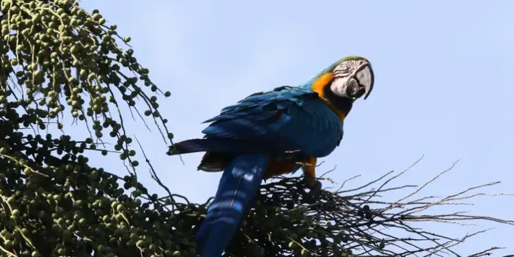 foto:Fabio Rodrigues Pozzebom/