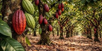 Krilltech lança Projeto Biocabruca com apoio da Finep para impulsionar sustentabilidade no cultivo de cacau