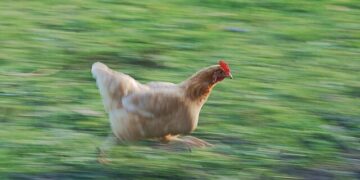 China encerra embargo e volta a importar carne de frango do Rio Grande do Sul