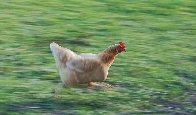 Foto: Reprodução creative commons