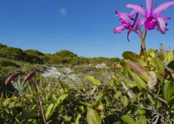 Inpe confirma queda do desmatamento na maioria dos biomas brasileiros em 2024
