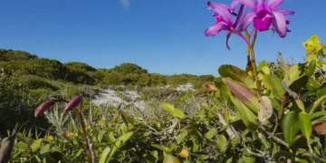 Inpe confirma queda do desmatamento na maioria dos biomas brasileiros em 2024