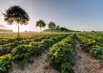 Acordo histórico põe fim a conflito fundiário no Paraná e beneficia mais de 10 mil agricultores