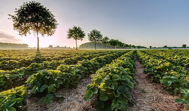 Foto: Reprodução creative commons